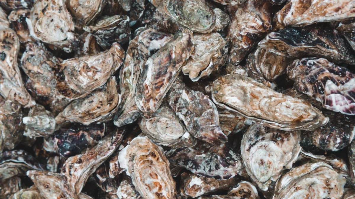 The Great Shellfish Heist: NSW Oyster Farmer Devastated by $250,000 Theft