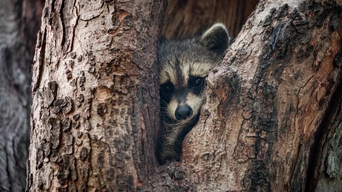 The Legend of Jimothy: How a Seattle Raccoon Conquered the Virtual World