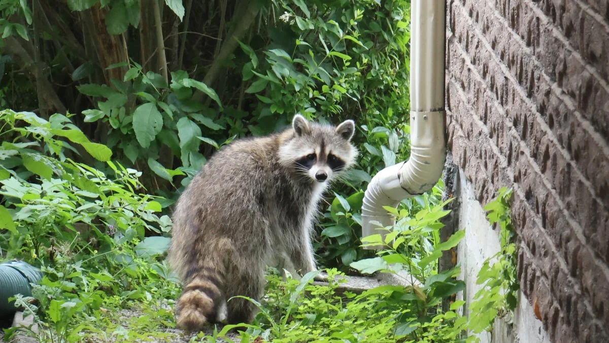 The Mystery of the Ballard Bandit: Is Seattle’s Viral Raccoon a Singular Legend or a Neighborhood Phenomenon?