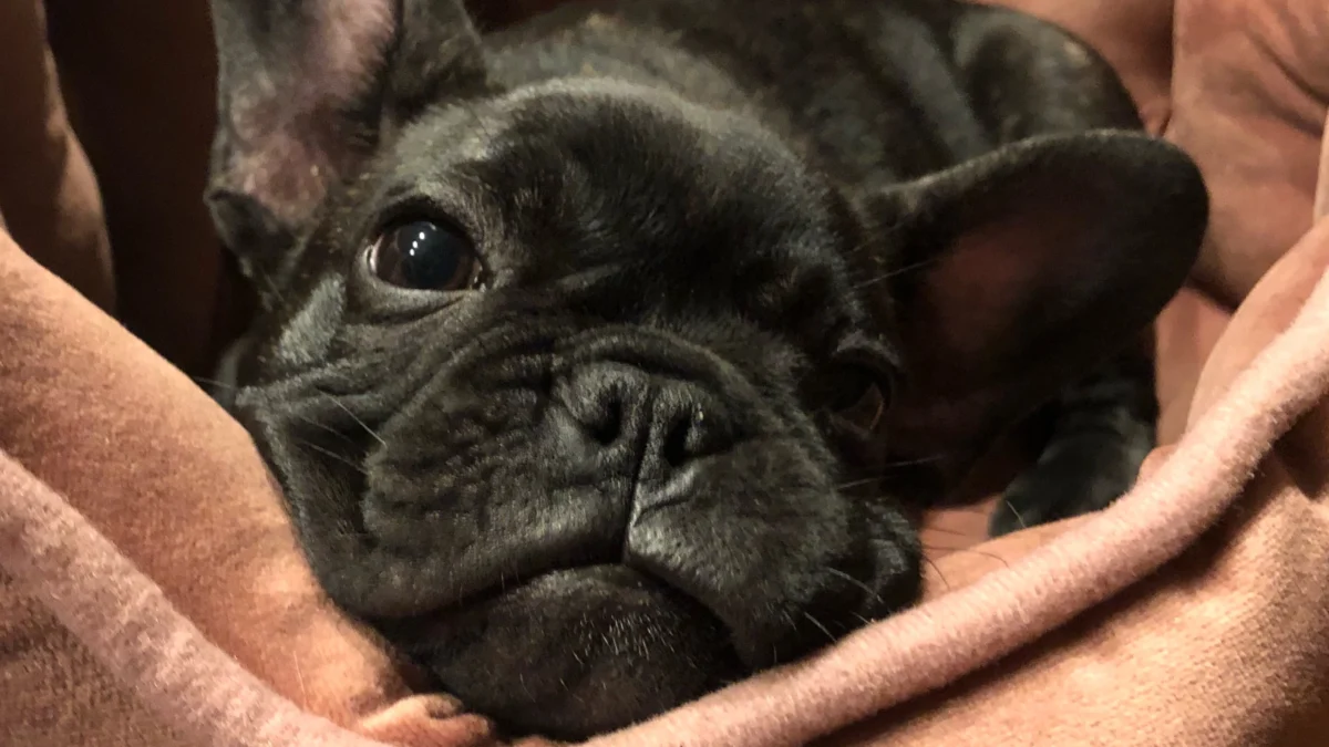 A Final Act of Devotion: Small French Bulldog Gives Her Life to Save Owners from Bear Attack