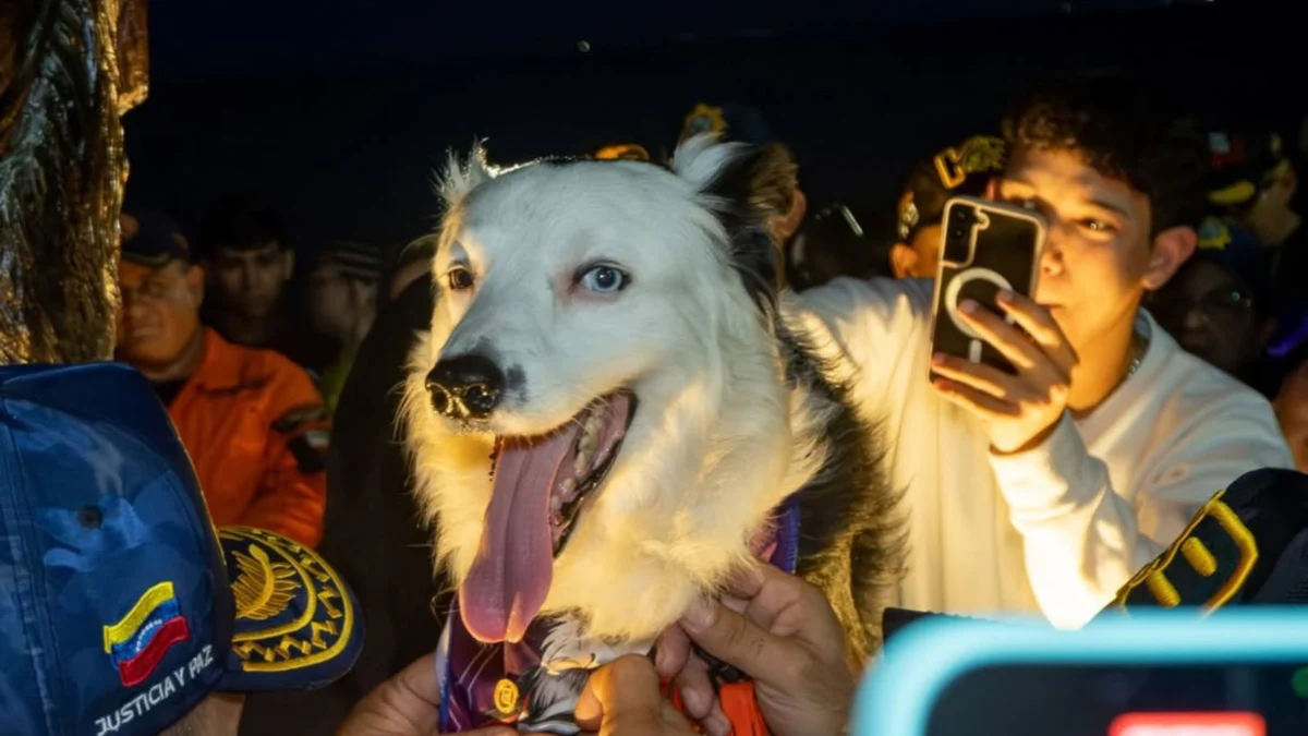 A Legacy in Bronze: Venezuela Honors Tsunami, the Canine Hero of the Rubble