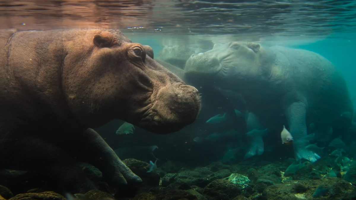 Beyond the Lens: National Geographic’s Ambitious Quest to Chronicle the Planet’s Soul