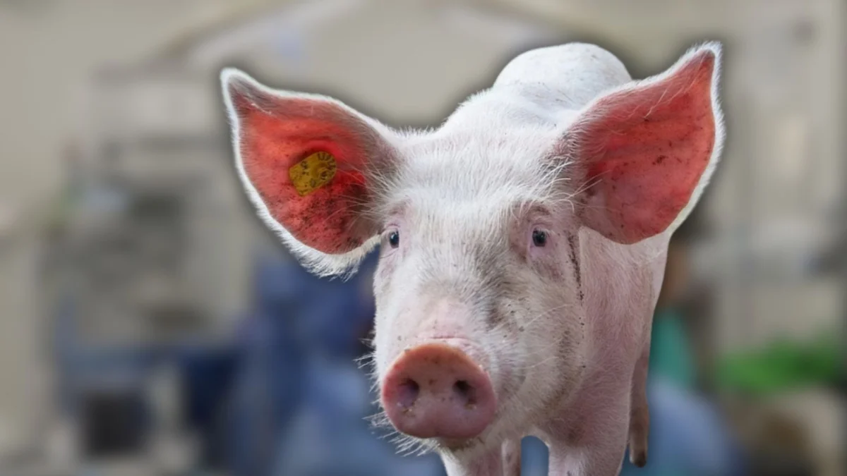Bridging the Gap: How a Pig Kidney Bought 271 Days of Life for a Medical Pioneer