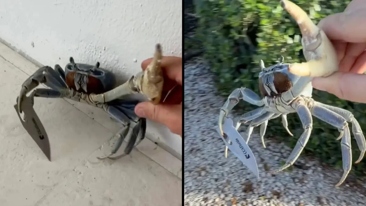 The “Krabby Stabby” Incident: When Florida Wildlife Takes a Turn for the Surreal