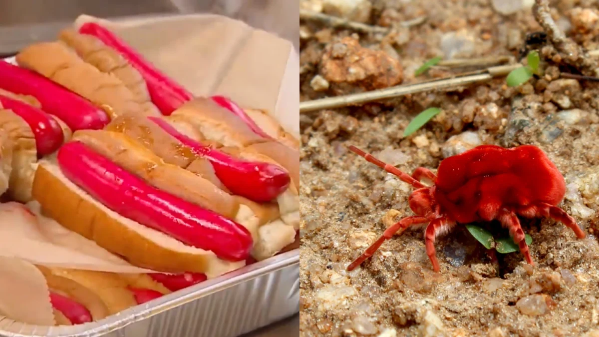 The Maine Red Snapper Evolution: Iconic Hot Dog Brand Pivots to Natural Bug-Based Dye