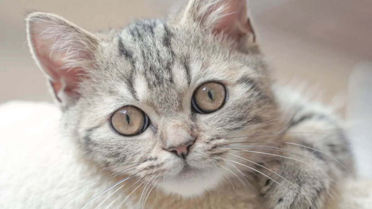 The Purr-fect Corner Store: NYC’s ‘Temptations Cat Bodega’ Elevates Feline Culture to Mainstream Art