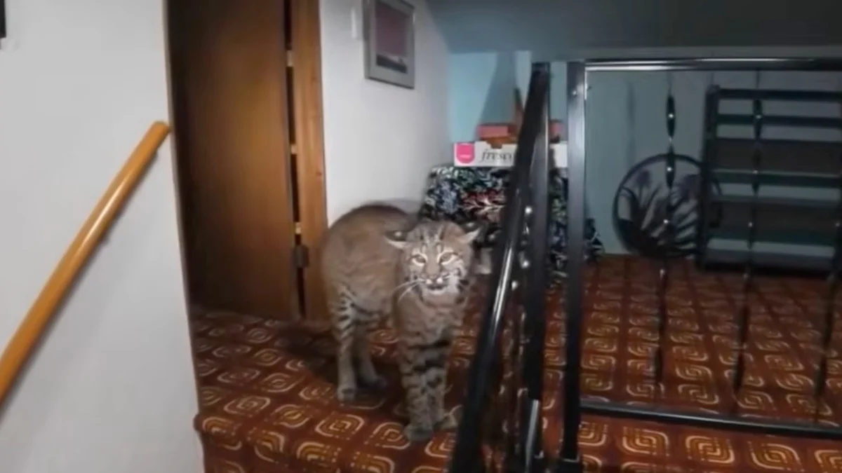 The Unlikely Intruder: How a Washington Homeowner’s Security Call Led to a Wild Bobcat Rescue