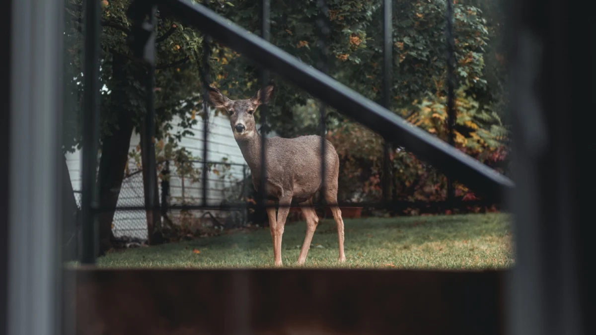 Uninvited Guest: Florida Deer’s Bizarre Home Invasion Ends in Poolside Escapade