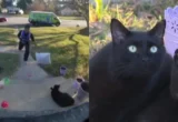 Viral Outrage: Delivery Driver Faces Backlash After Assaulting Family Pet on Porch