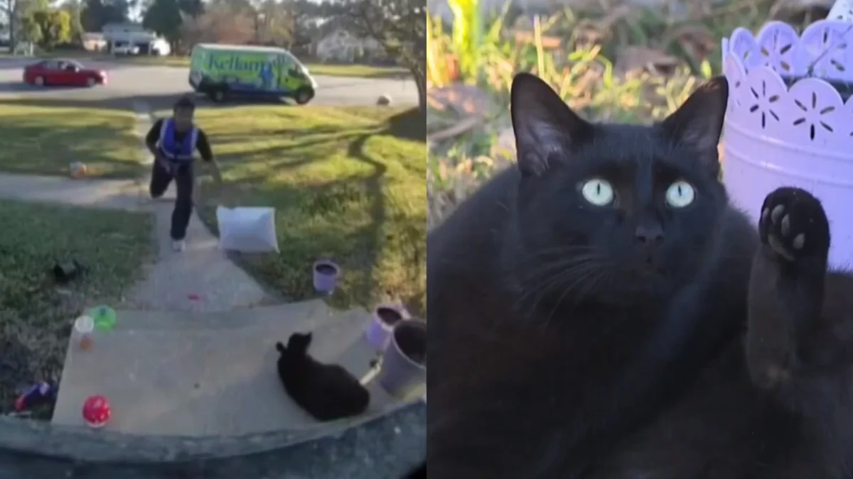 Viral Outrage: Delivery Driver Faces Backlash After Assaulting Family Pet on Porch